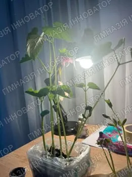 Досліджуємо умови проростання насіння