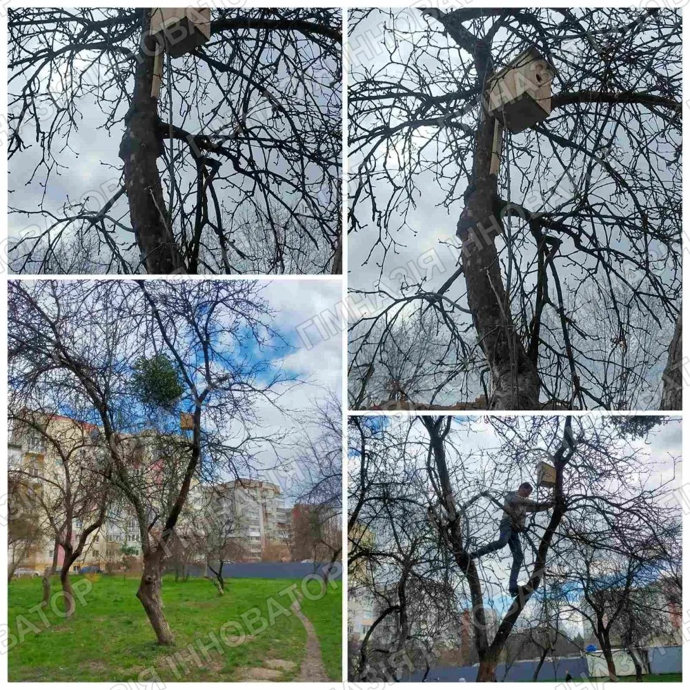 Улюблені птахи