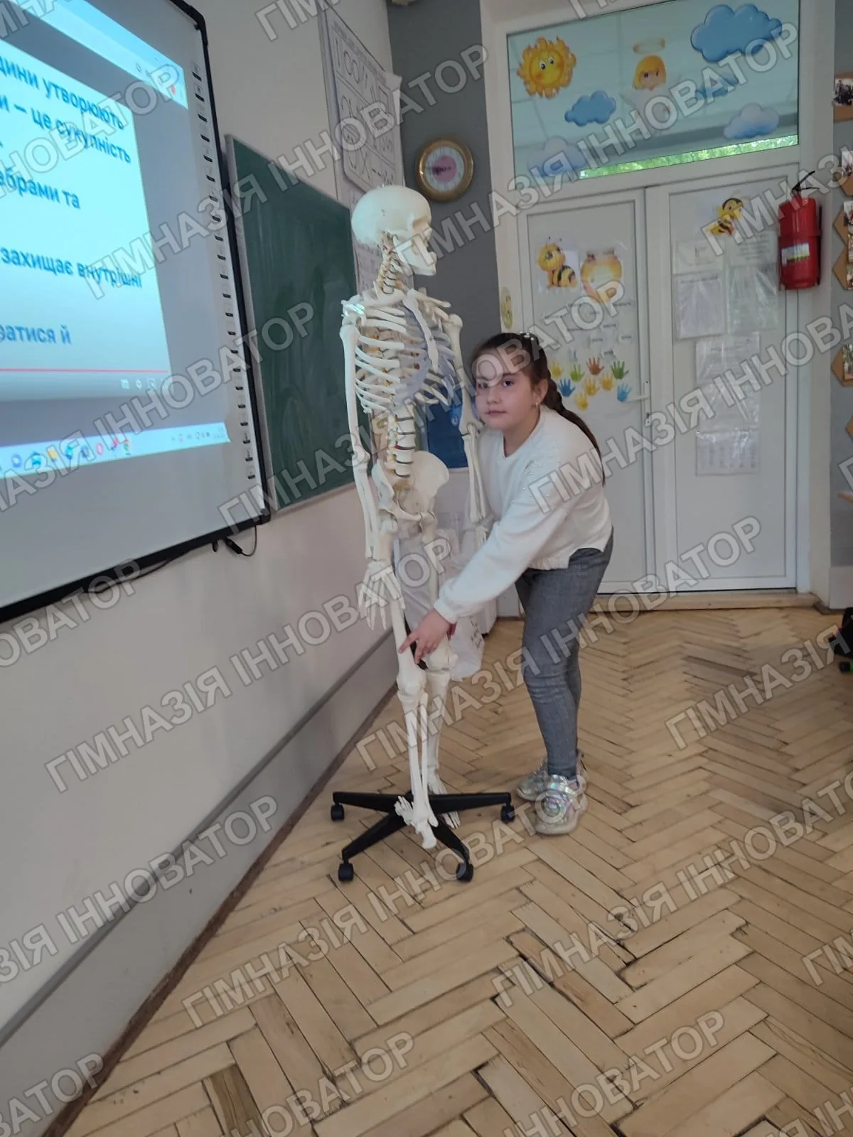 Вивчаємо опорно - рухову систему людини